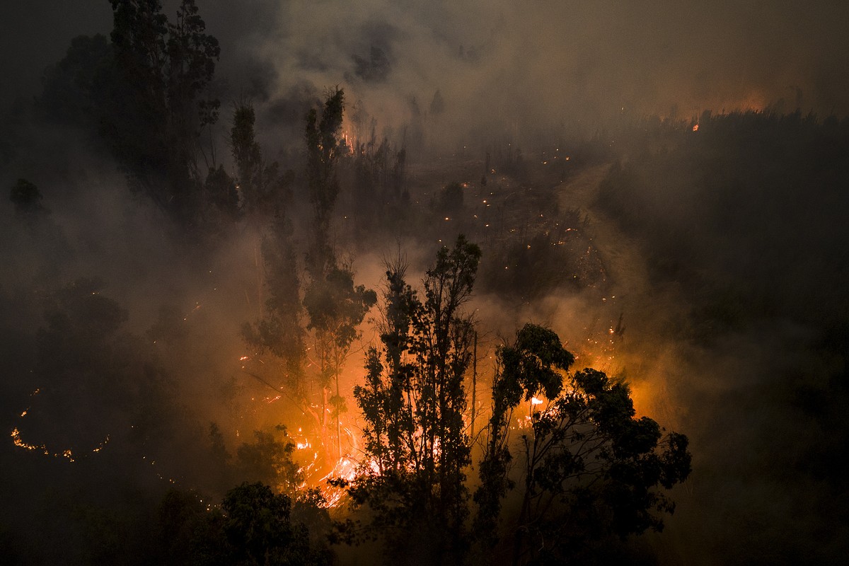 Trees burn as flames and smoke engulf an area near Puren, Chile, Saturday, Feb. 4, 2023. Wildfires are spreading in southern and central Chile, triggering evacuations and the declaration of a state of ...