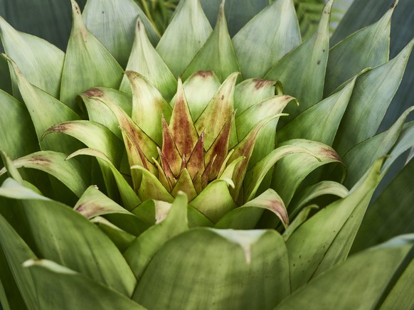 Riesenbromelie