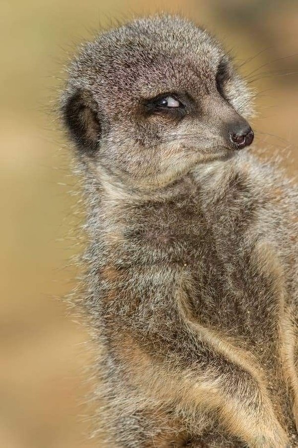 cute news tier erdmännchen

https://ch.pinterest.com/pin/1121888957180655994/