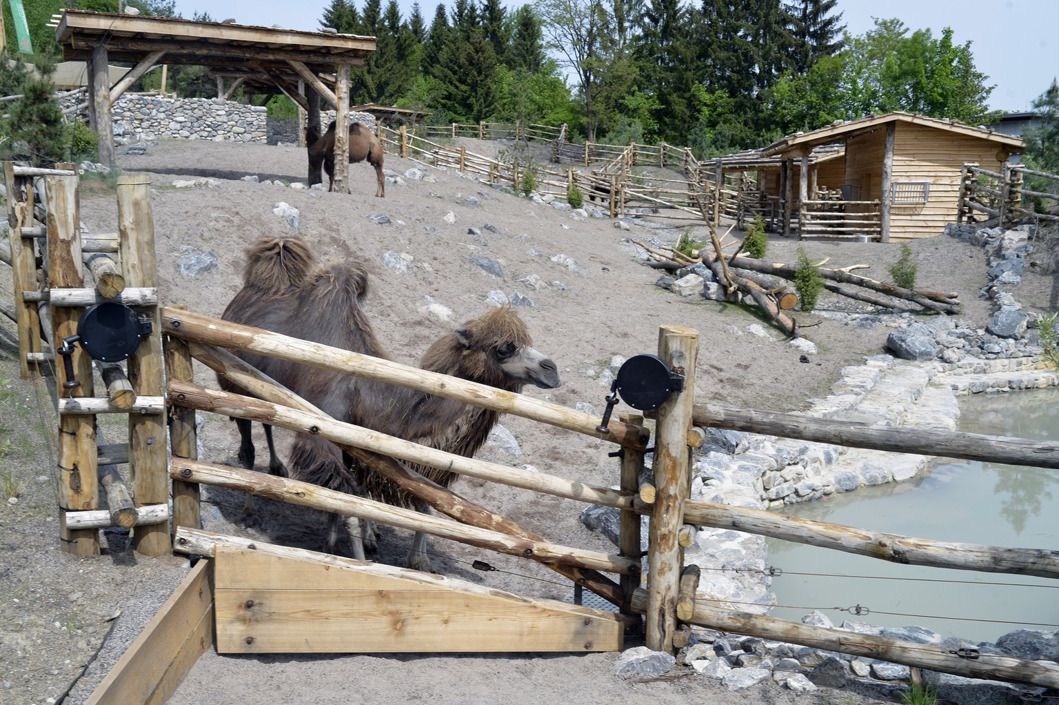 Mongolische Steppe mit Trampeltieren im Zuercher Zoo am Dienstag, 12. Mai 2015. Der Zoo Zuerich hat am Dienstag seine neuste Anlage eingeweiht. In der Mongolischen Steppe sehen die Besucher Hausyaks,  ...