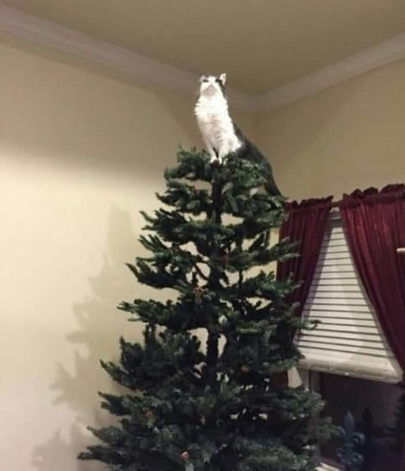 cute news tier katze

https://www.instagram.com/p/DRA3BBegOpn/