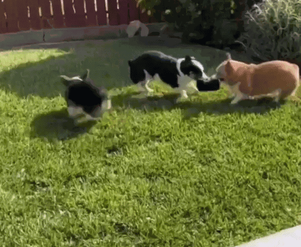 Animated GIF