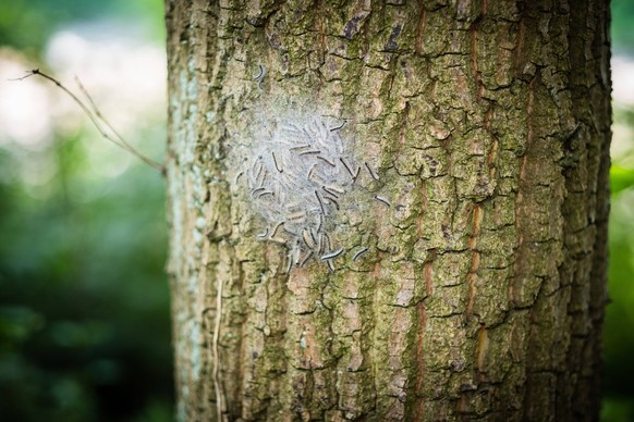 Nest von Eichenprozessionsspinnern an einer Eiche in Düsseldorf, Deutschland Düsseldorf Nordrhein-Westfalen Deutschland *** Nest of oak processionary moths on an oak tree in Düsseldorf, Germany Düssel ...