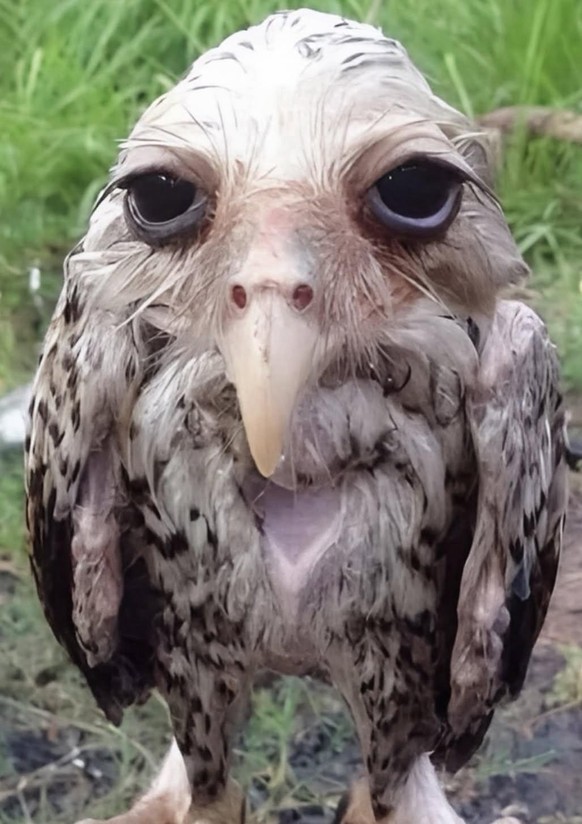 cute news tier eule

https://www.reddit.com/r/interestingasfuck/comments/1mo78f5/this_is_what_an_wet_owl_looks_like/