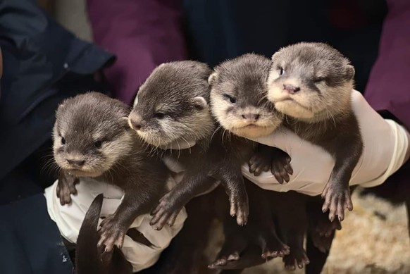 cute news animal tier otter

https://imgur.com/IlGOS0V