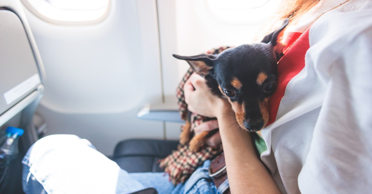 mann-muss-791-franken-blechen-weil-er-seinen-hund-w-hrend-flug-auf-den-schoss-nimmt