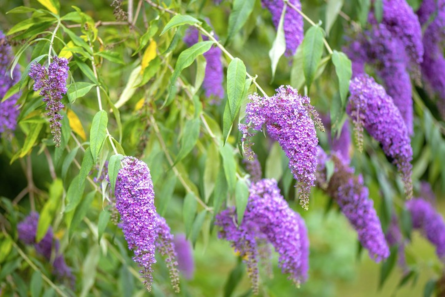 Buddleja davidii, Sommerflieder