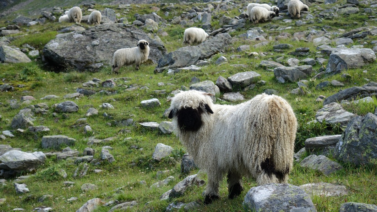 Reportage von der Alpe Nanztal im Kanton Wallis. Schäfer Oliver Gottsporn zeigt seine Schwarznasenschafe und erzählt, warum der Wolf ihm das Leben schwer macht.