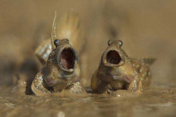 cute news animal https://www.reddit.com/r/FunnyAnimals/comments/z7uwxo/wow_wow_wow/