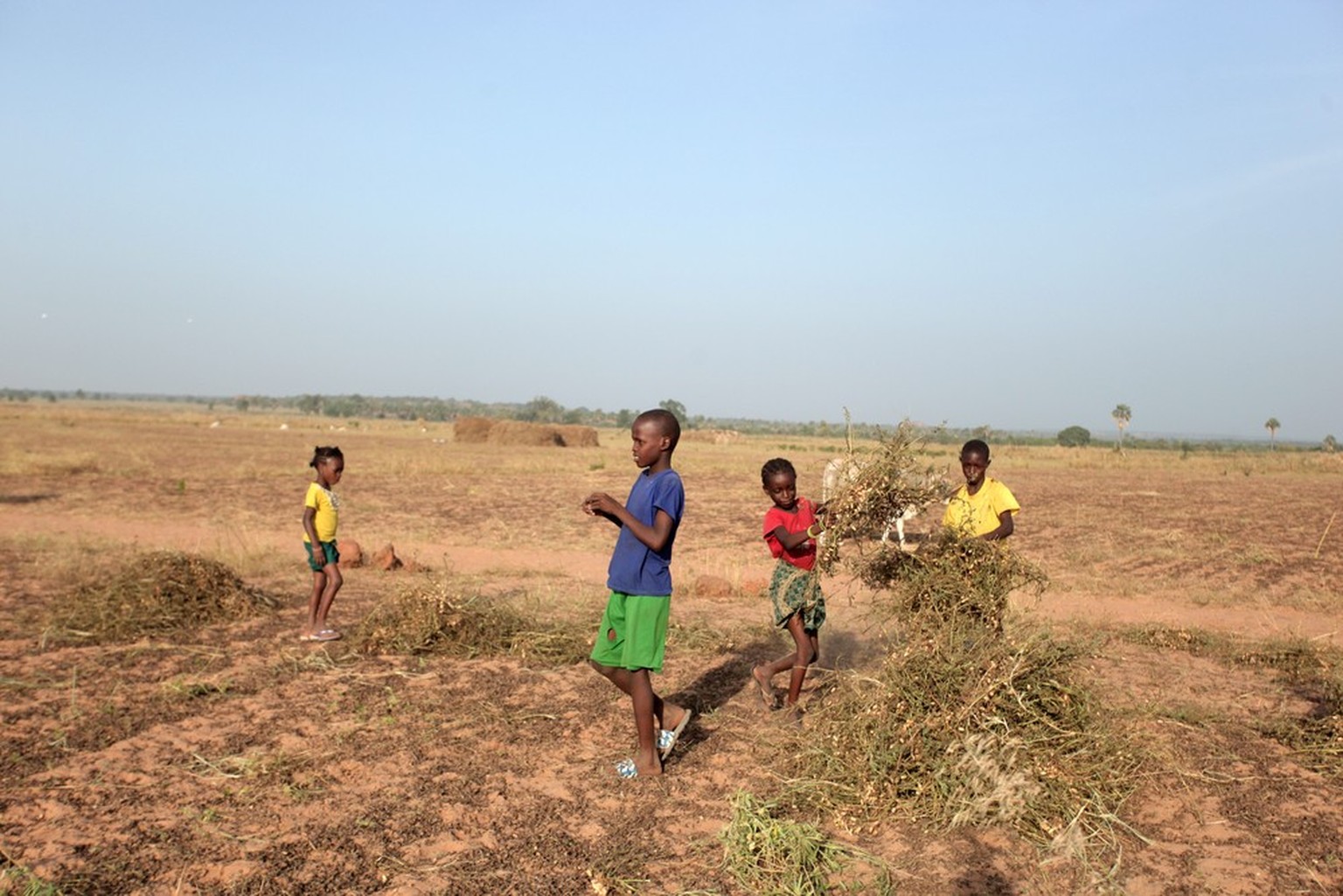 Farafeni region, the Gambia, Africa, November 11, 2019 - horizonal wide angle photography of a peanut farm,with heaps of harvested groundnut, blue sky, and a group of kids working in the field.