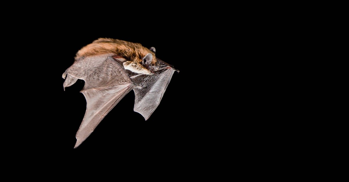 -Kleine-Sensation-Neue-Fledermausart-in-Luzern-entdeckt