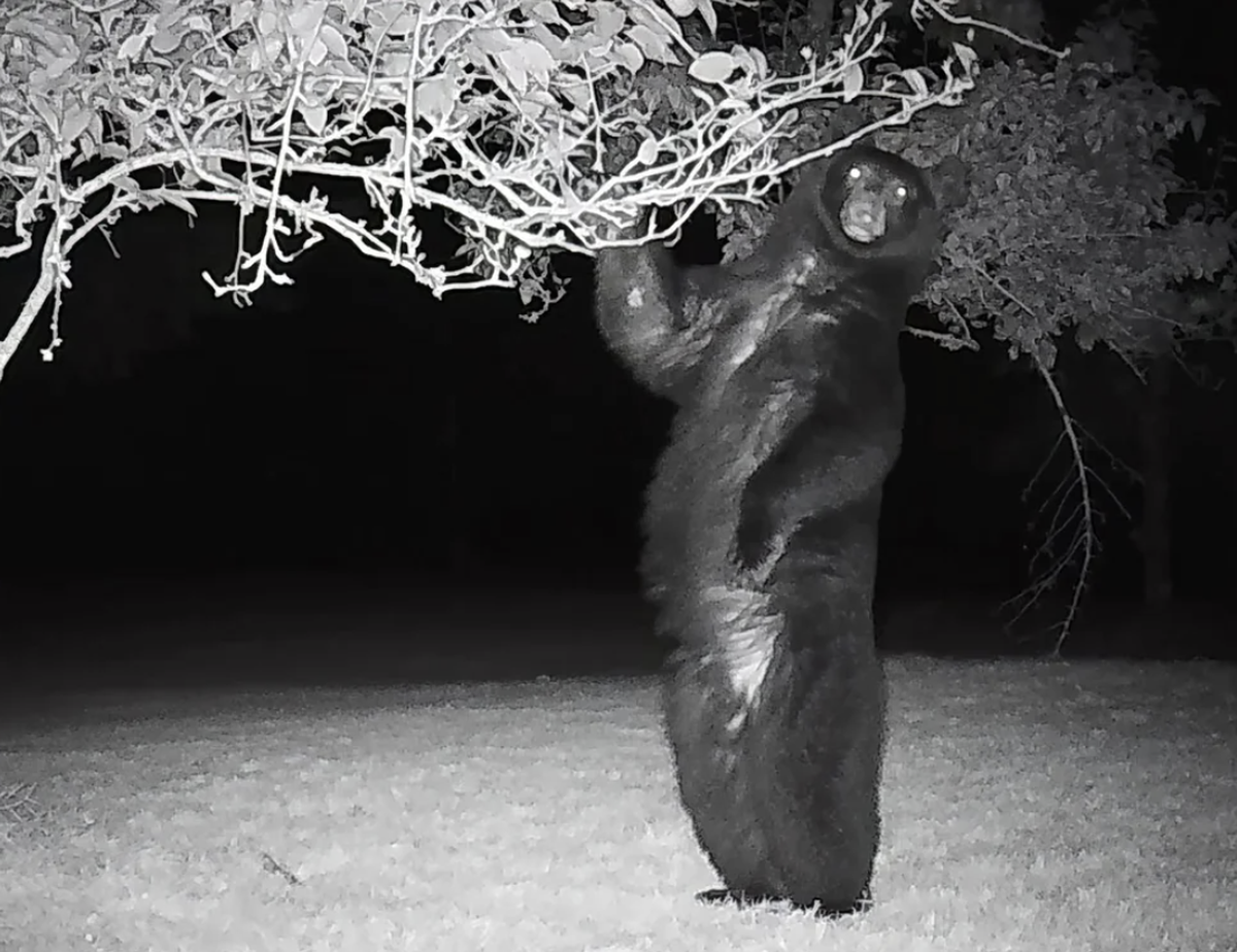 Die lustigsten Bilder aus der Wildtierkamera (Cute News): Bär