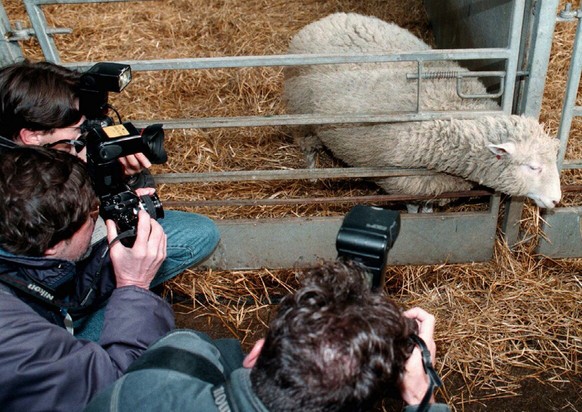 Dolly, das erste erfolgreich geklonte Schaf, hier bei einem Pressetermin im Februar 1997. So benannt, weil es mittels Brustdrüsen-Zellen geklont wurde.