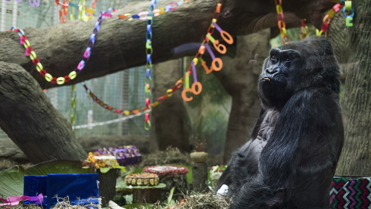 Colo, the nation's oldest living gorilla, sits inside of her enclosure during her 60th birthday party at the Columbus Zoo and Aquarium, Thursday, Dec. 22, 2016 in Columbus, Ohio. Colo was the fir ...