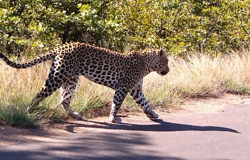 Ein Leopard wagt sich aus dem Dickicht auf die Strasse.