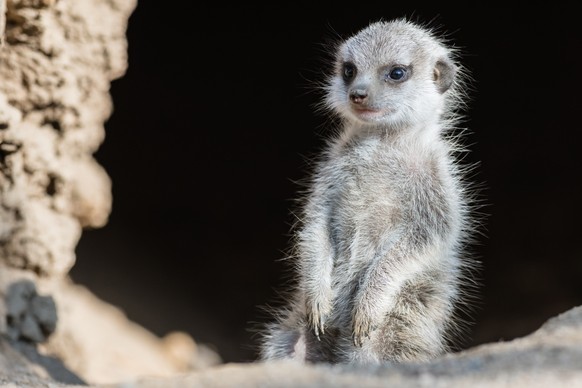 HANDOUT - Neugeborenes Erdmaennchen im Zoo Basel, aufgenommen am Samstag, 15. September 2018 und zur Verfuegung gestellt am Mittwoch, 19. September 2018. Zum ersten Mal seit zehn Jahren ist im Zoo Bas ...