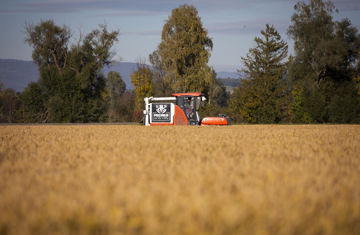 Reisernte mit einem Drescher auf einem Reisfeld des Produzenten Leandre Guillod, am Dienstag, 19. Oktober 2021, in Vully am Murtensee. (KEYSTONE/Peter Klaunzer)
