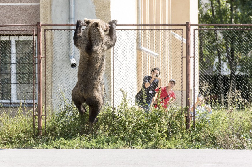 epa06962232 A male brown bear is seen at the courtyard of the Octavian Goga high school in the Transylvanian city of Csikszereda, or Miercurea Ciuc in Romania, 21 August 2018. The bear broke into seve ...