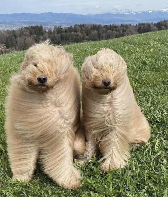 cute news tier hund

https://imgur.com/t/aww/MxVYE46