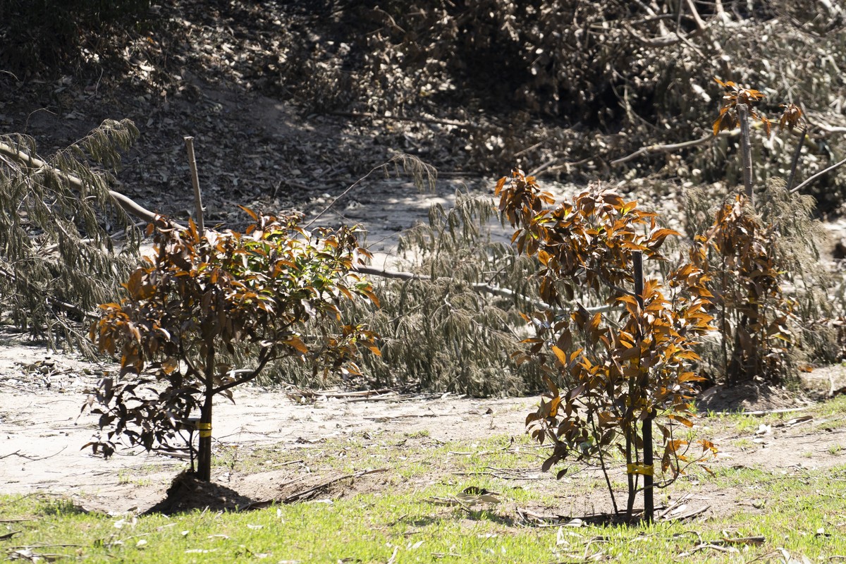 epa11129779 Several trees, which were sent to Chile as part of the Hiroshima Green Legacy program, are still standing in the Vina del Mar Botanical Garden despite a fire that ravaged the garden in Vin ...