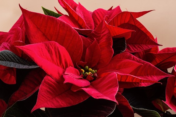 Weihnachtsstern

https://pixabay.com/de/weihnachtsstern-poinsettia-advent-1906853/
