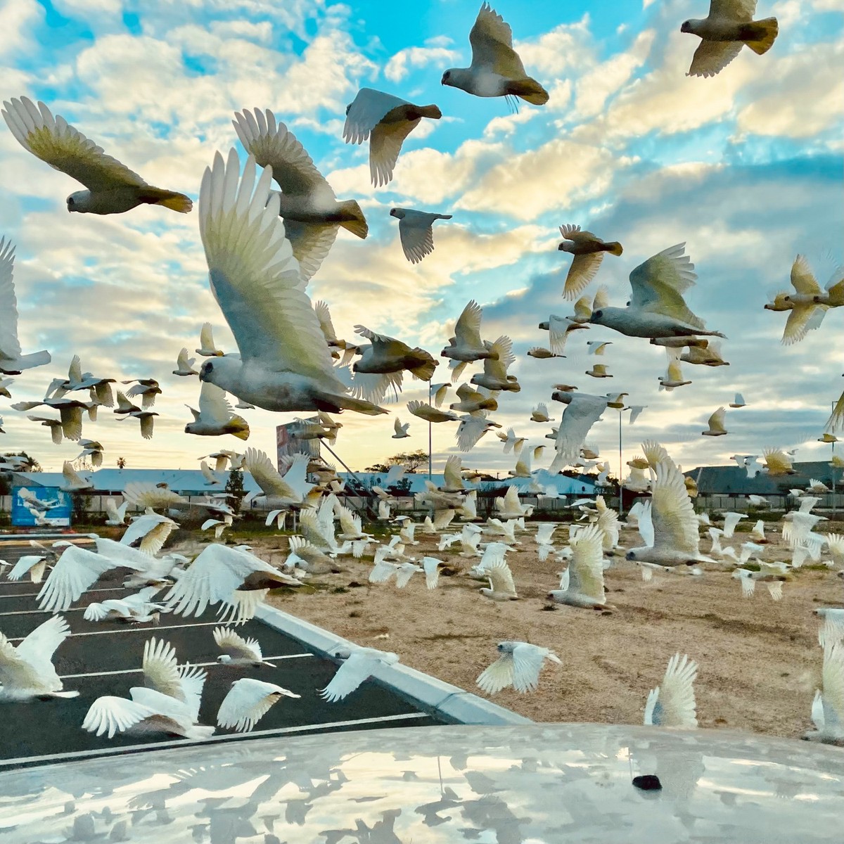 Une volée d'oiseaux à Busselton, en Australie-Occidentale, capturée avec l'iPhone 12 Pro.