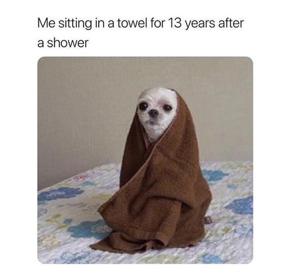 Funny and beautiful dog memes for World Dog Day 2023