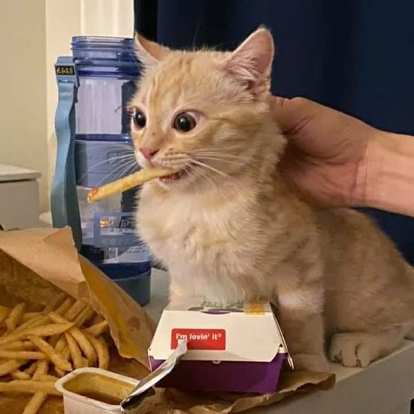 cute news tier katze

https://www.instagram.com/p/ChgM4S5Ls4j