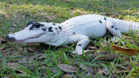 Albino Alig