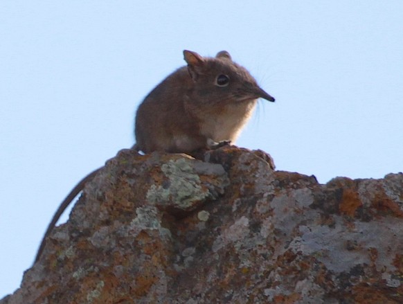 Rüsselspringer (östliche Klippen-Elefantenspringmaus)
Cute News
https://de.wikipedia.org/wiki/R%C3%BCsselspringer#/media/File:Eastern_Rock_Elephant_Shrew.jpg
