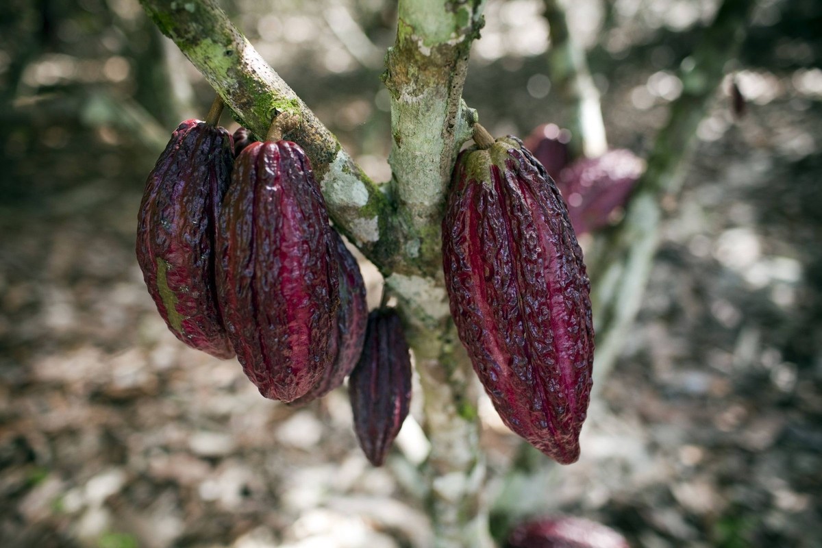 Kakaofrucht . Tocache , Peru . 03.11.2010 . Cocoa pod . Tocache , Peru . 03.11.2010 . Tocache Peru PUBLICATIONxINxGERxSUIxAUTxONLY Copyright: xThomasxImo/photothekx

Cocoa fruit TOCACHE Peru 03 11 2 ...