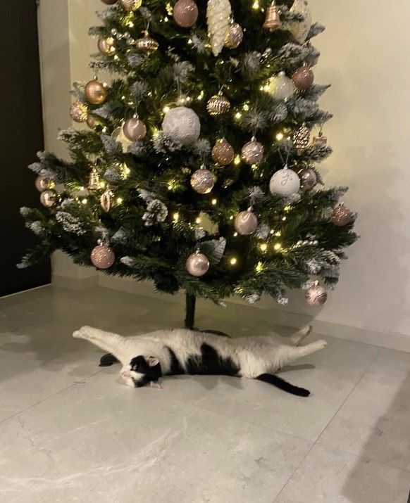 cute news tier katze unter dem weihnachtsbaum

https://www.reddit.com/r/aww/comments/18ln8ri/why_tf_are_you_looking_at_me_like_that_i_am_just/