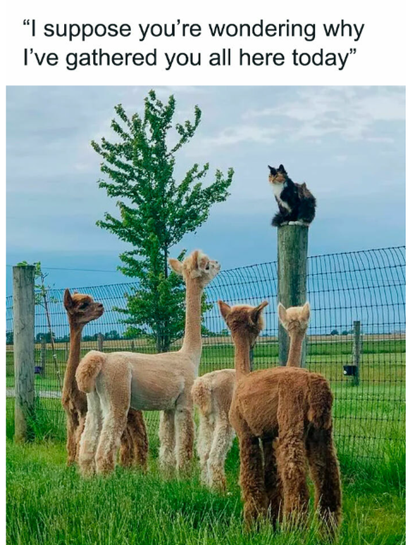 Alpaca Meme