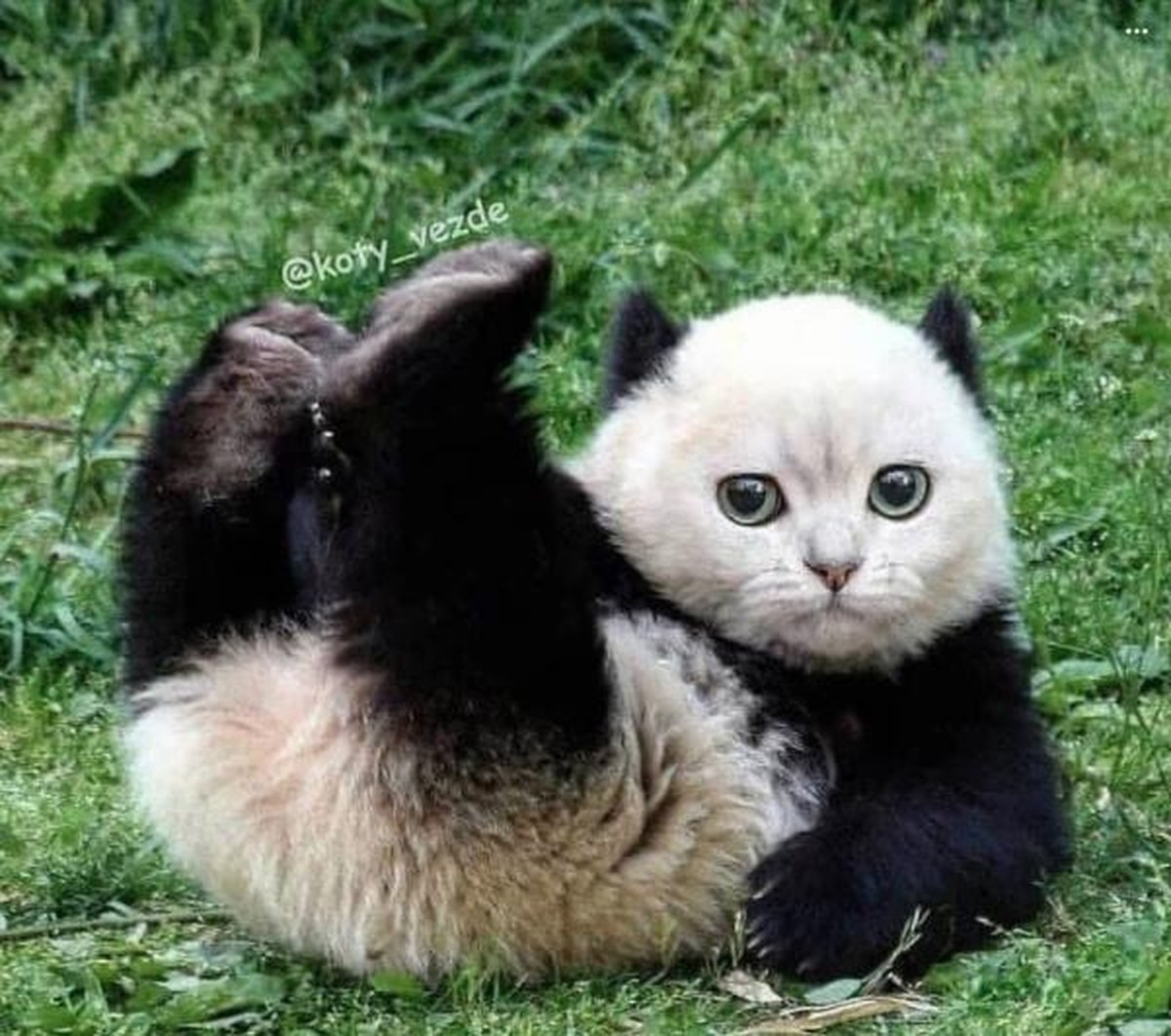 Photoshop-Tiere