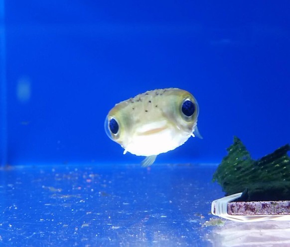 Kugelfisch/Pufferfish
Cute News
http://imgur.com/gallery/EjOJYmu