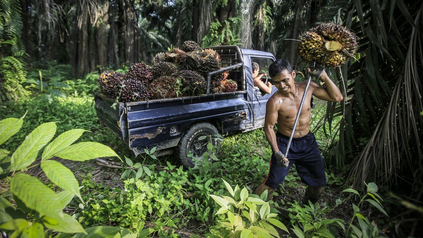 Ein Arbeiter erntet auf der indonesischen Insel Sumatra Palmfrüchte.