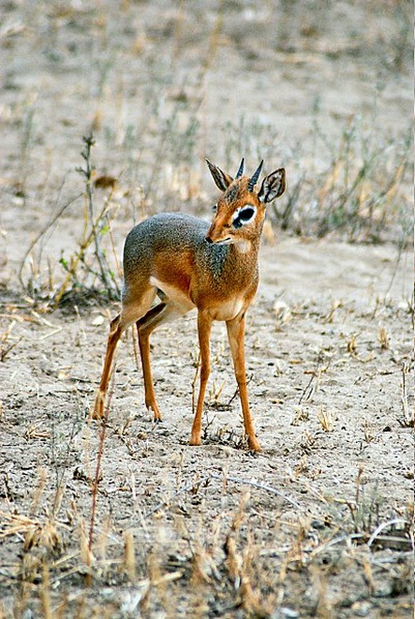 DikDik