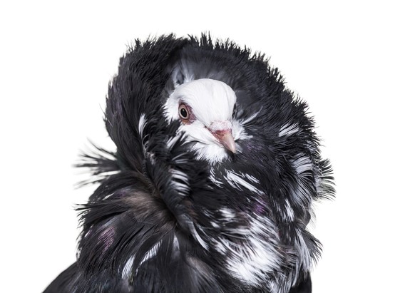 Jacobin pigeon portrait against white background xkwx color image, photography, horizontal, White background, studio shot, one animal, head and shoulders, front view, animal themes, nobody, studio, an ...