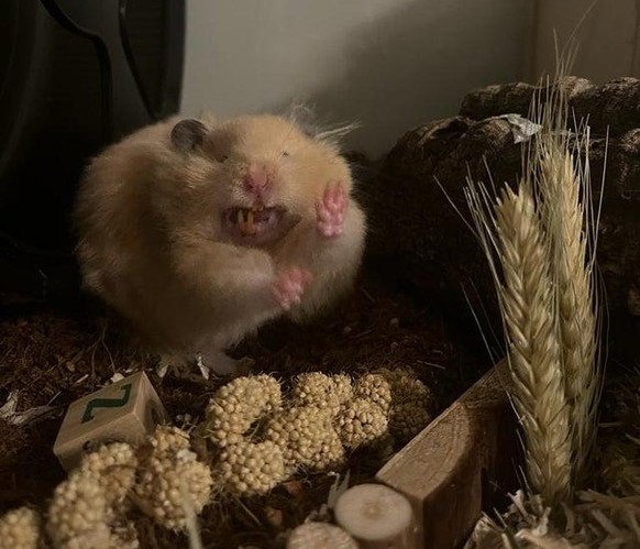 cute news animal tier hamster

https://www.reddit.com/r/hamsters/comments/qqetp1/i_tried_taking_a_cute_picture_of_beans_but/