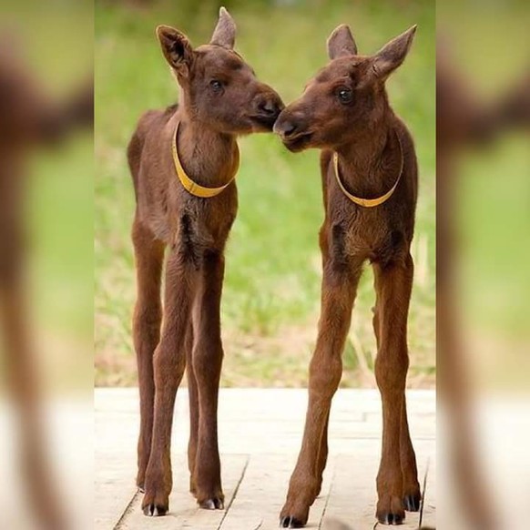 Elch-Baby
https://www.reddit.com/r/aww/comments/3me7xy/in_case_you_didnt_know_this_is_what_moose_babies/