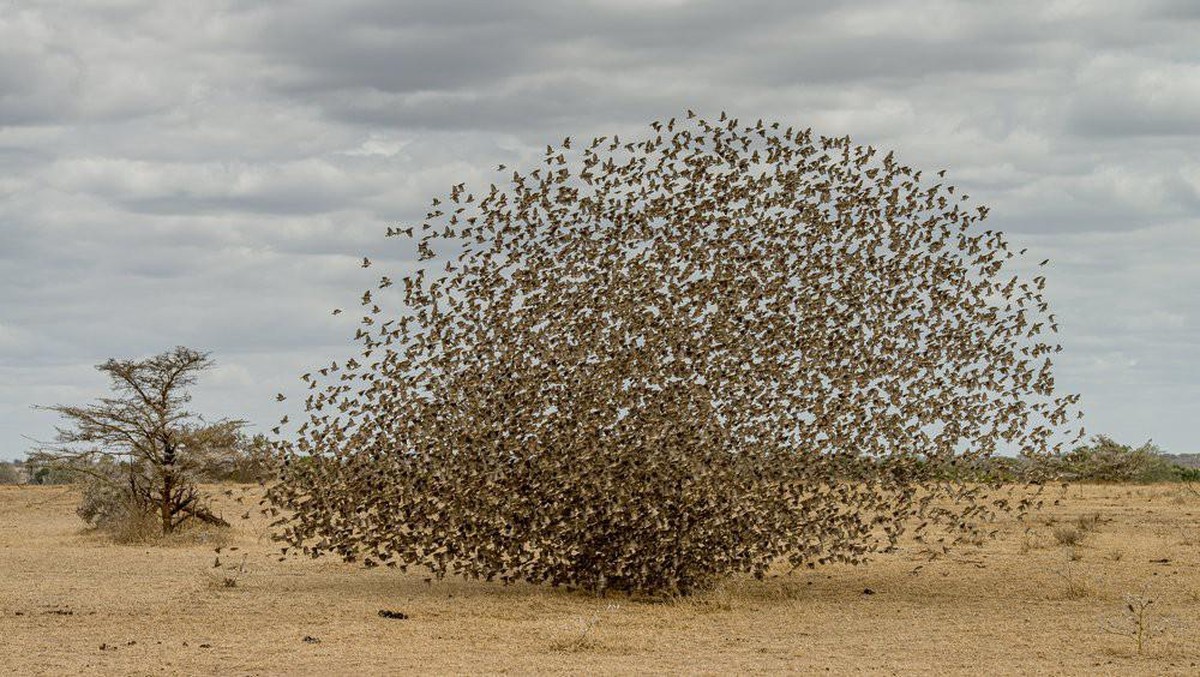 World Nature Photography Awards 2021: Behaviour - Birds, 2. Platz, Robert Ross, US. Red billed queleas, Selous Game Reserve, Tanzania.