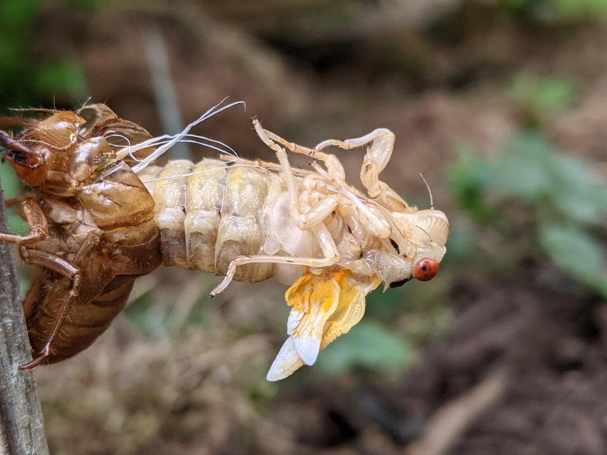 Unheimliche Bilder, in denen die Natur wieder mal ihre dunkelste Seite offenbart
