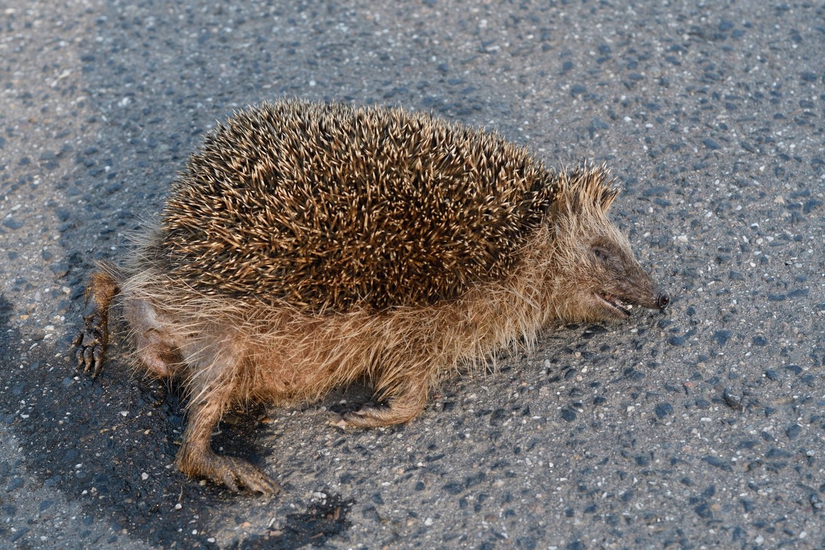 RECORD DATE NOT STATED Strassenverkehrsopfer... Igel Erinaceus europaeus , �berfahrener Igel liegt angefahren, �berfahren von einem Auto tot auf der Strasse, durch Strassenverkehr stark gef�rdete Art, ...
