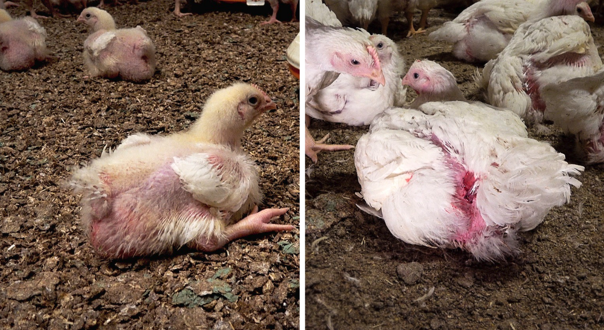 Une enquête dénonce l'utilisation supposée de la souche de poulet Ross 308 par Micarna (Migros).