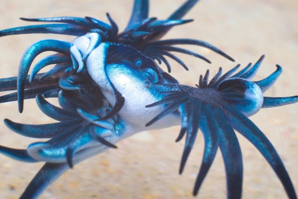 Close-up of a vibrant blue sea slug, Glaucus atlanticus, on a sandy background, showcasing its striking colors and unique form.