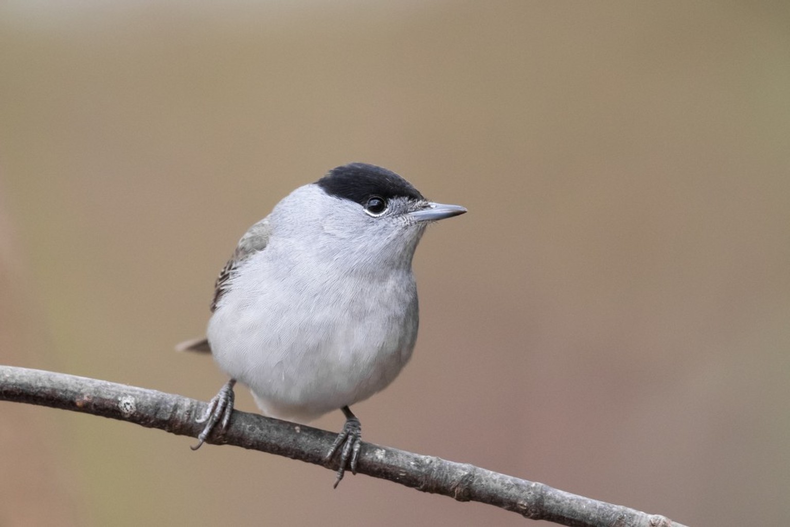 Mönchsgrasmücke (Sylvia atricapilla)