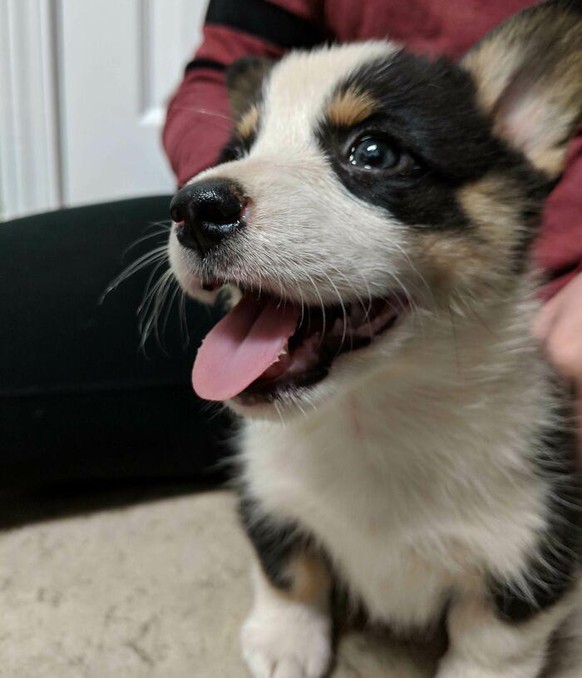 corgi hund dog

https://www.boredpanda.com/cute-funny-corgi-pictures/?utm_source=google&amp;utm_medium=organic&amp;utm_campaign=organic