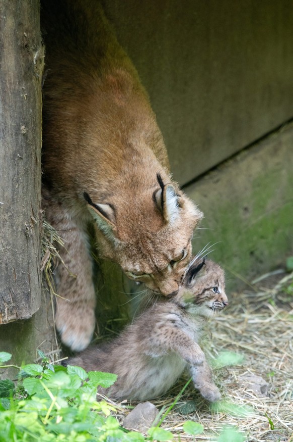 Tierpark Goldau Luchs