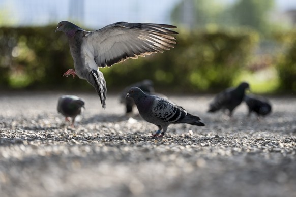 Tauben suchen im Kies des Stadelhoferplatz nach Futter fotografiert am Freitag, 17. April 2026 in Zuerich. Nachdem die Stadt den Bestand regulierte, hat der Verein Stadttauben eine Motion zum Schutz d ...