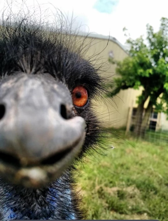 cute news tier emu

https://imgur.com/t/aww/AKjElnu